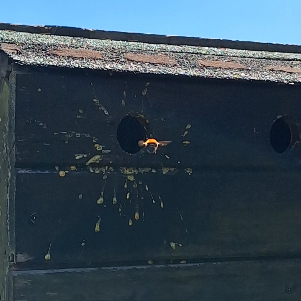 Bees appear to have moved into our bird box.
Welcome make yourself at home 🙂 
#WorldBeeDay