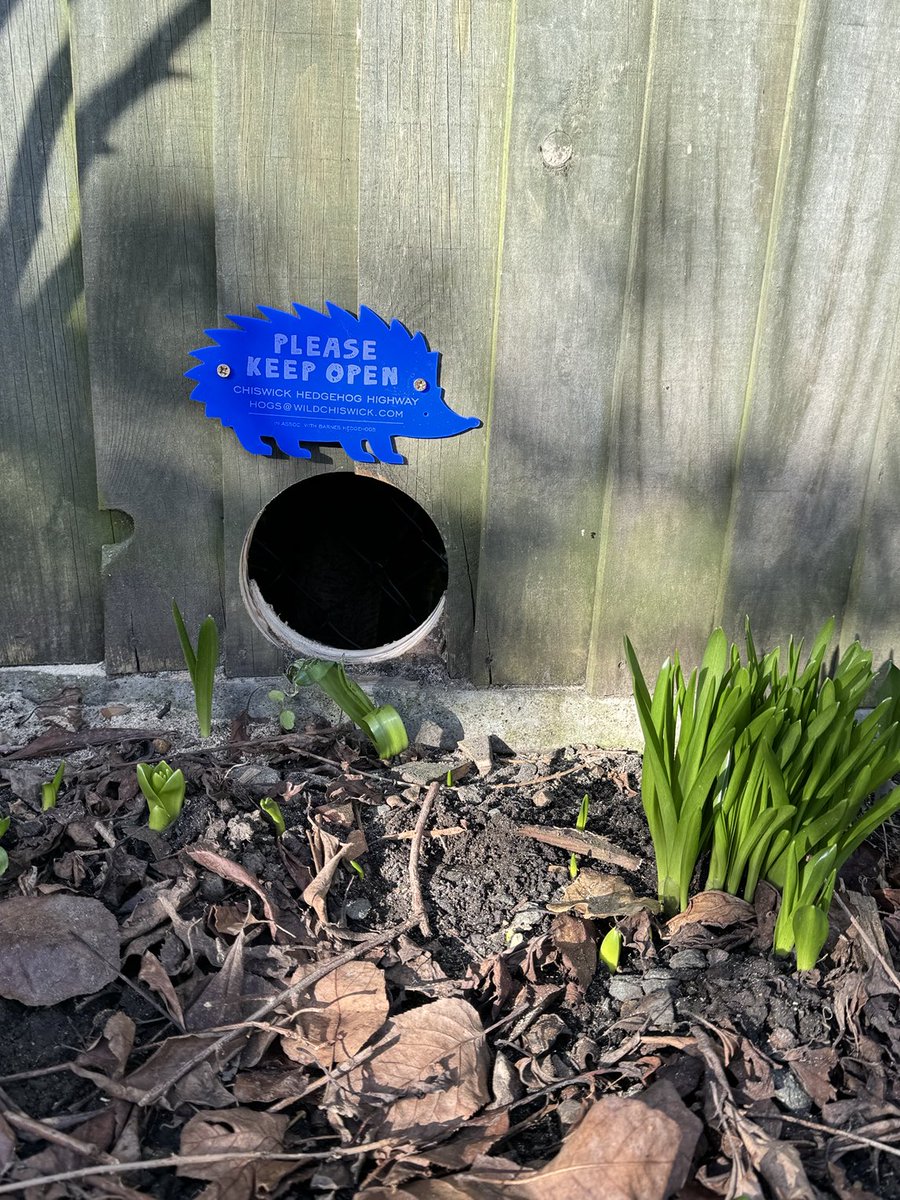 @wildchiswick (@wildchiswick) on Twitter photo Out creating more hedgehog highways! Live in Grove Park & want to help hedgehogs? Email hogs@wildchiswick.com. <a href="/groveparkgroup/">Grove Park Group</a> <a href="/GrovePark_SandH/">Grove Park 'Streets & Houses'</a> <a href="/groveparksch/">Grove Park</a> <a href="/StMichaelElmwd/">St Michael's Church</a> <a href="/AbundanceLondon/">Abundance London</a> <a href="/ChiswickPier/">Chiswick Pier Trust</a> Out creating more hedgehog highways! Live in Grove Park & want to help hedgehogs? Email hogs@wildchiswick.com. <a href="/groveparkgroup/">Grove Park Group</a> <a href="/GrovePark_SandH/">Grove Park 'Streets & Houses'</a> <a href="/groveparksch/">Grove Park</a> <a href="/StMichaelElmwd/">St Michael's Church</a> <a href="/AbundanceLondon/">Abundance London</a> <a href="/ChiswickPier/">Chiswick Pier Trust</a>
