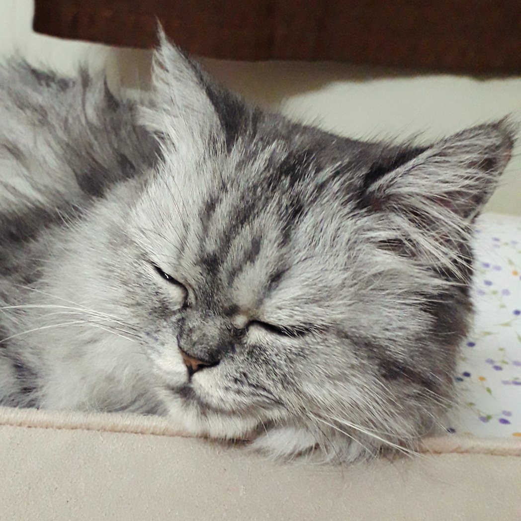 We are planning a commemoration for Mishka. We request everyone who knew her and loved her to participate in this. We will share a list of all her favourite foods including human foods she wasn't allowed. So that people and furry friends can eat something in her celebration.