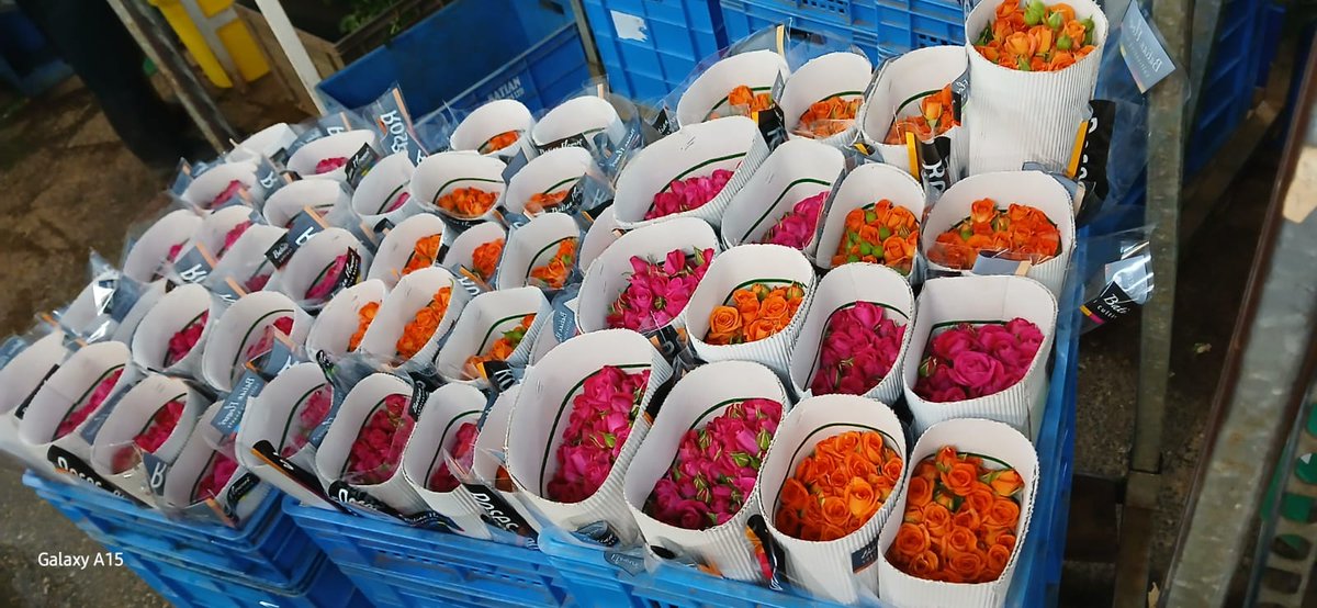 Special Economic Zones Authority (SEZA) (@sezauthority_ke) on Twitter photo SEZA team visited Batian Flowers & Big Flowers in Timau to assess SEZ readiness. Spanning 200+acres & employing 1,800+ these major exporters ship 70% of their blooms roses,carnation & alstroemeria to Europe.<a href="/AEZORGANIZATION/">Africa Economic Zones Organization</a>
<a href="/UNIDO/">UNIDO</a> <a href="/epzakenya/">Export Processing Zones Authority - Kenya</a> <a href="/KenInvest/">Kenya Investment Authority (KenInvest)</a>
#SEZ #Kenya #Floriculture SEZA team visited Batian Flowers & Big Flowers in Timau to assess SEZ readiness. Spanning 200+acres & employing 1,800+ these major exporters ship 70% of their blooms roses,carnation & alstroemeria to Europe.<a href="/AEZORGANIZATION/">Africa Economic Zones Organization</a>
<a href="/UNIDO/">UNIDO</a> <a href="/epzakenya/">Export Processing Zones Authority - Kenya</a> <a href="/KenInvest/">Kenya Investment Authority (KenInvest)</a>
#SEZ #Kenya #Floriculture