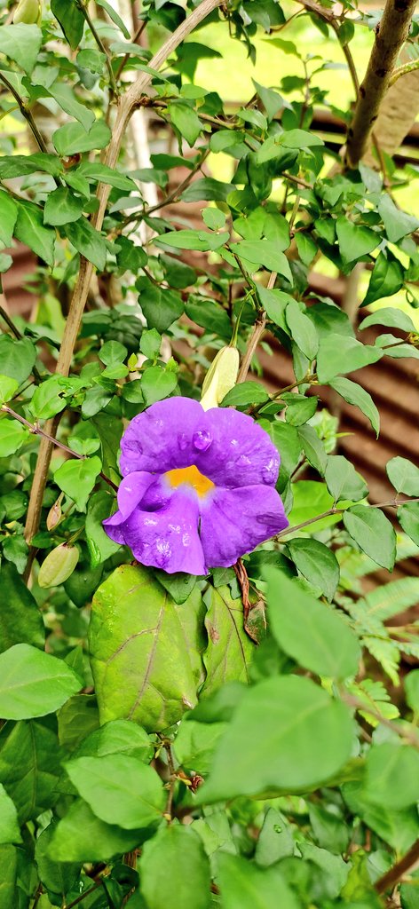 King's Mantle Flower( নীল লতা, ককুৱা লতি) 💜🌿