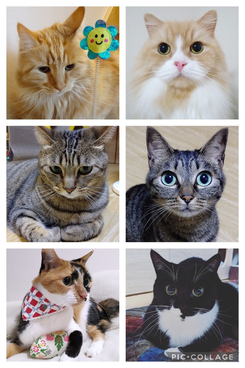 😻😻😻😻😻😻

#猫 #cat #メインクーン 
#スコティッシュフォールド
#キジトラ #三毛猫 #黒白猫