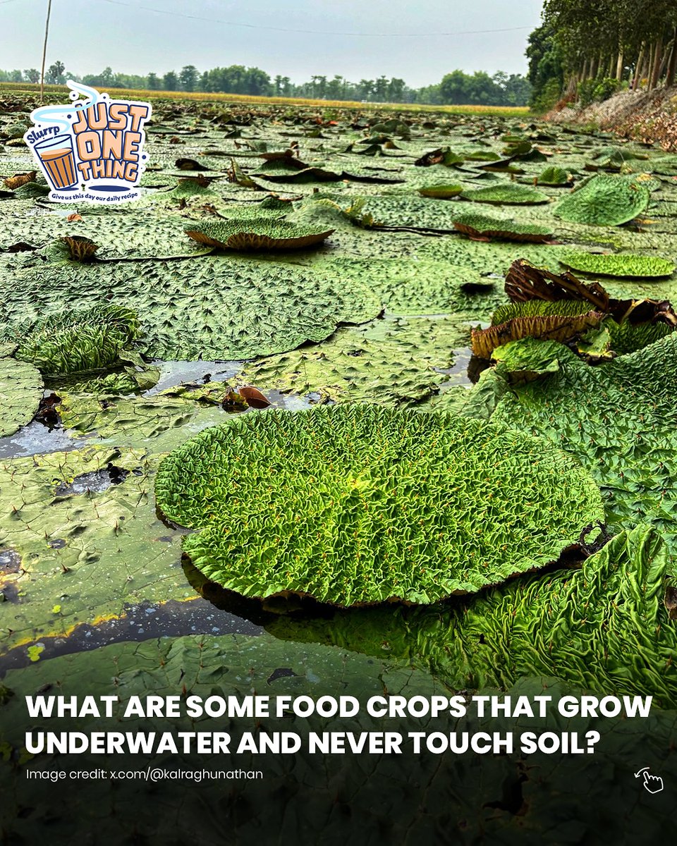 We scoop out good stuff, so you don’t have to! 😏 Can food really grow on water?🤔 To answer this question, we need to turn to the ponds in Bihar, where two indigenous foods grow over and… dlvr.it/TKt0rl #Slurrpcommunity #Cookwithslurrp #Biharifood #healthyfood #fresh