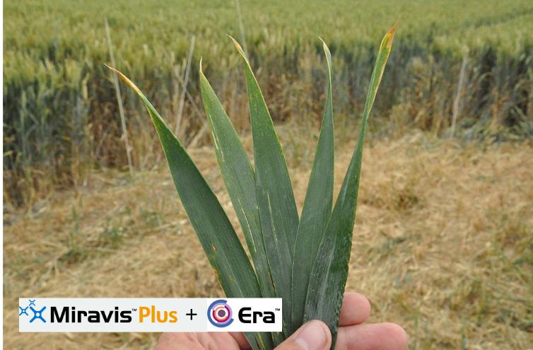 Untreated vs Miravis Plus at T2 

Swipe to see the difference &gt; 

Using new cereal fungicide Miravis Plus + Era at T2 has repeatedly shown long-lasting green leaf area protection for higher yields 🌾

#CerealFungicide #Miravis
