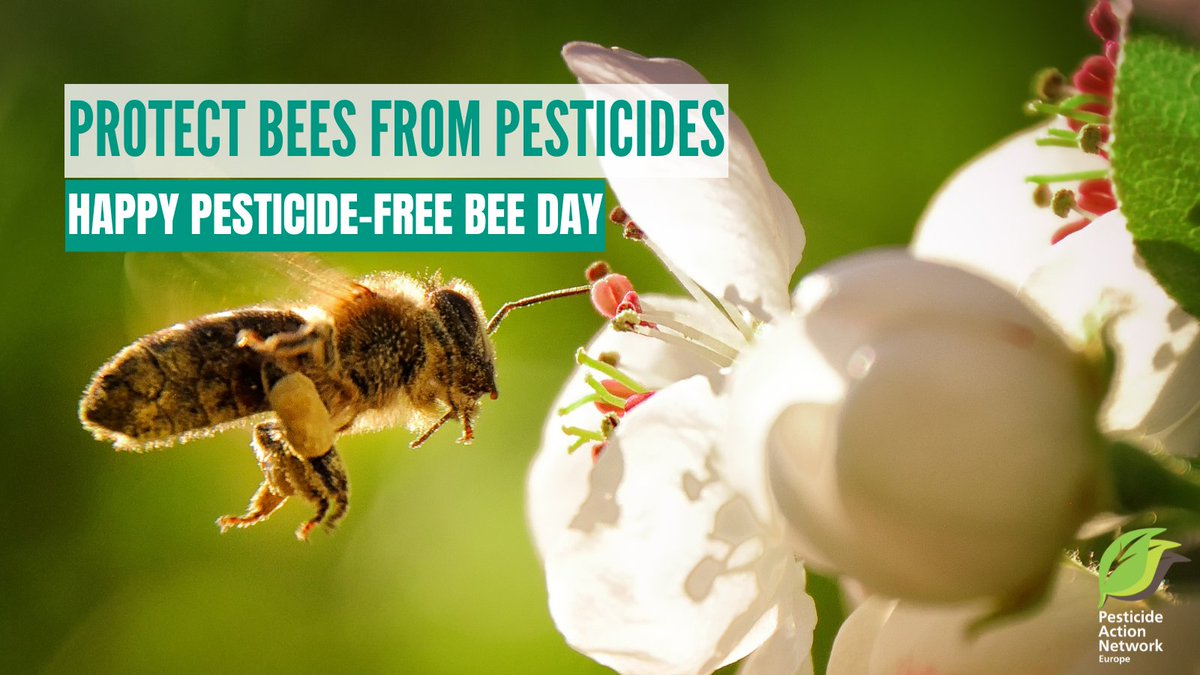 🐝🎉 Happy World #BeeDay 2025!
Let’s protect #Bees, they are nice and important for our food production. Recent research shows they are poisoned on a landscape scale. 
Watch and listen to our interview with Professor Carsten Brühl: pan-europe.info/blog/cocktail-…
