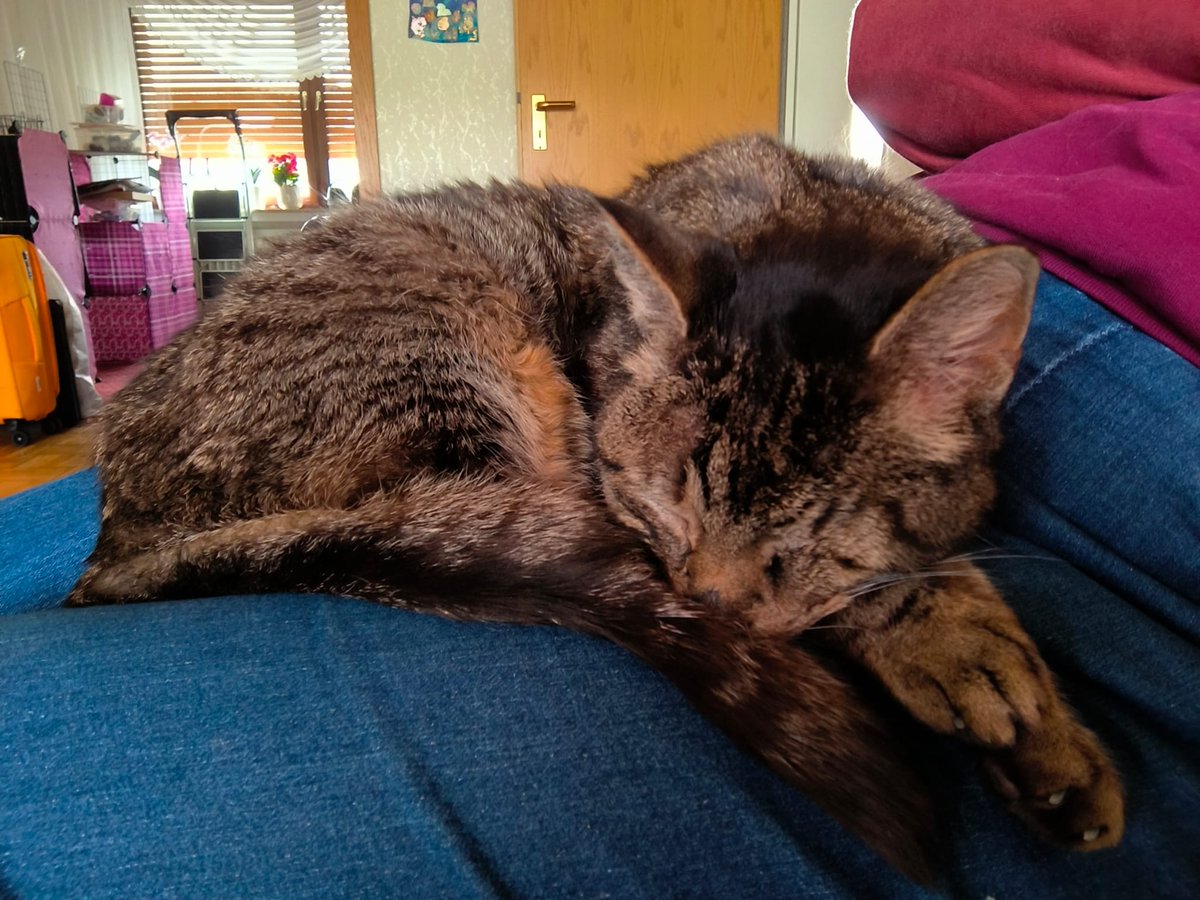 ✨Neko im Arknights Fieber again✨ tweet media