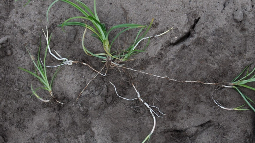 Vanaf 1 juni starten we met de de veldkeuringen. Daarbij voeren we ook de controle op knolcyperus uit op de percelen. Komen we een besmetting tegen tijdens de controle? Dan handelen we volgens de instructies en geven de melding door aan de NAK. obi41.nl/5n9y9uac