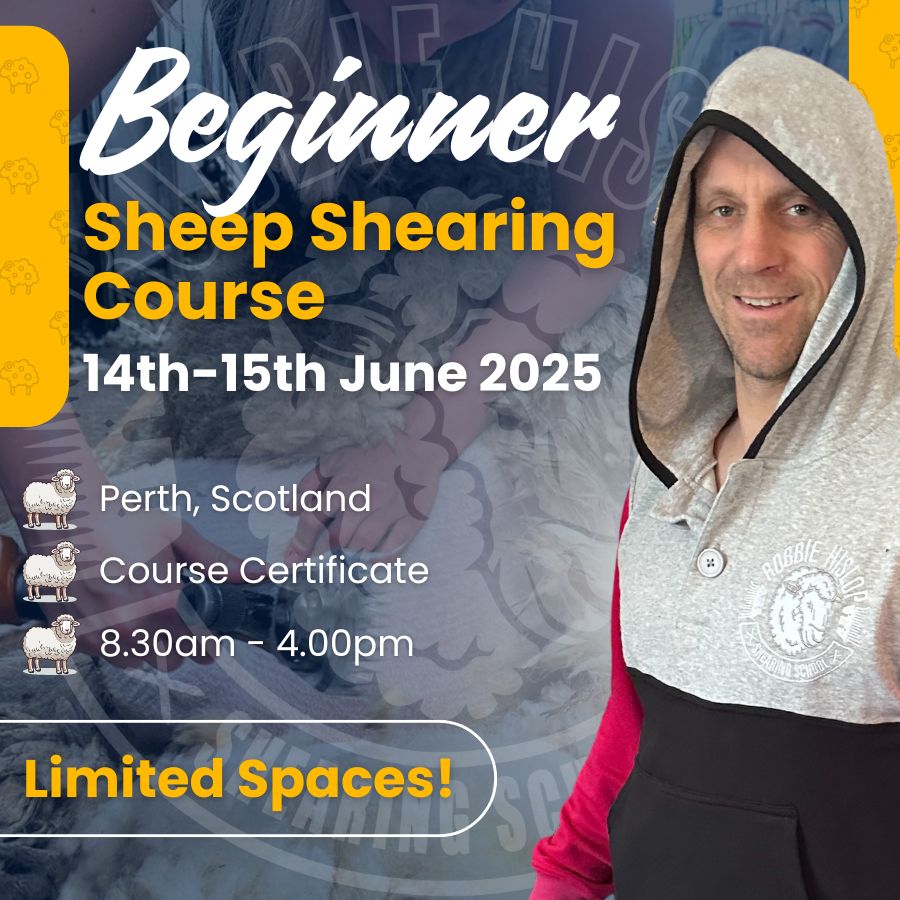 SHEARINGSCHOOL's tweet image. Beginner or sharpening up — this 2-day shearing course in Perth (14–15 June) gets you prepped for real shed work. 

Only 4 spots left.

Led by Robbie.

shearingschool.co.uk/product/2-day-…

#SheepShearingCourse #FarmSkills #RobbieHislop