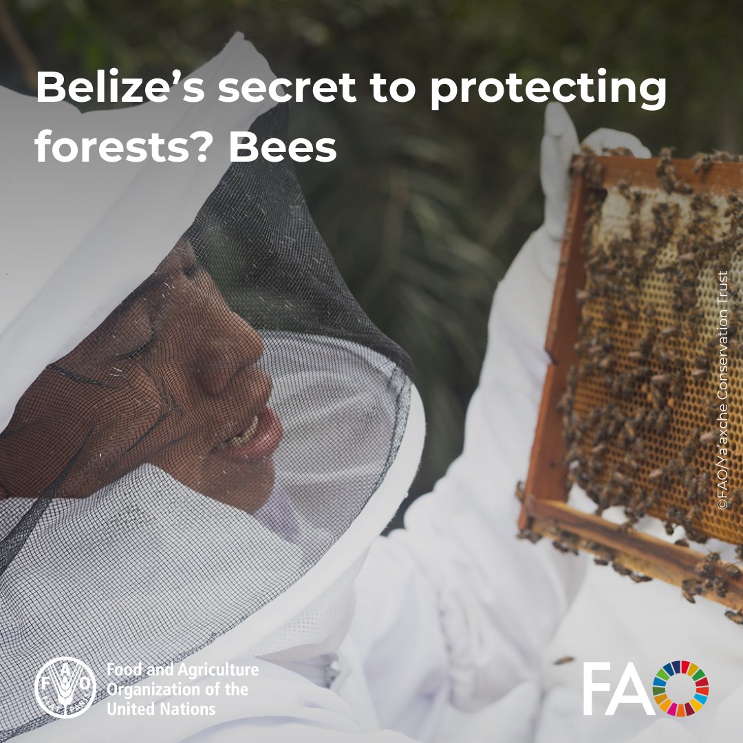 FAO Knowledge (@faoknowledge) on Twitter photo 🇧🇿 In Belize, a buzzing partnership is helping restore livelihoods, protect forests & boost food security.
With support from <a href="/FAO/">Food and Agriculture Organization</a> & <a href="/theGEF/">Global Environment Facility (GEF)</a>, Indigenous farmers are using bees to pollinate crops, produce honey & preserve biodiversity. 🐝
🔗 bit.ly/3YRoGz6
#WorldBeeDay 🇧🇿 In Belize, a buzzing partnership is helping restore livelihoods, protect forests & boost food security.
With support from <a href="/FAO/">Food and Agriculture Organization</a> & <a href="/theGEF/">Global Environment Facility (GEF)</a>, Indigenous farmers are using bees to pollinate crops, produce honey & preserve biodiversity. 🐝
🔗 bit.ly/3YRoGz6
#WorldBeeDay