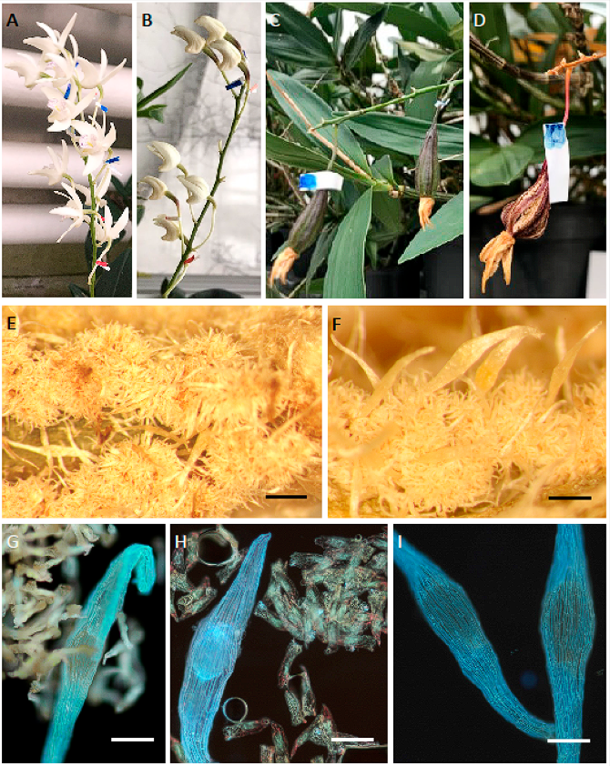 Plants_MDPI's tweet photo. ๐ธ New in Plants MDPI
๐ Is Self-Incompatibility Related to Nectar Presence in Dendrobium?
๐ฉโ๐ฌ by Karolina Zieliลska et al.
๐ https://t.co/EiZq38JDCM
#Orchidaceae #Dendrobium #SelfIncompatibility #Nectar #PollinationBiology #PlantReproduction #PlantBiology #MDPIPlants https://t.co/vtkdJdqzgA