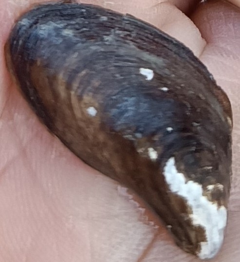 Network Nazionale della Biodiversità (@networknnb) on Twitter photo #Specieinvasiva del mollusco bivalve “cozza zebrata” rinvenuto in <a href="/umbria/">umbria</a> grazie al progetto di #citizenscience #Teveremolluschifantastici....e dove trovarli di <a href="/ISPRA_Press/">ISPRA - Ist. Sup. Protezione e Ricerca Ambientale</a> <a href="/networknnb/">Network Nazionale della Biodiversità</a>
👉Leggi la news bit.ly/3FkqFFr
#biodiversità #monitoraggio #Specieinvasiva del mollusco bivalve “cozza zebrata” rinvenuto in <a href="/umbria/">umbria</a> grazie al progetto di #citizenscience #Teveremolluschifantastici....e dove trovarli di <a href="/ISPRA_Press/">ISPRA - Ist. Sup. Protezione e Ricerca Ambientale</a> <a href="/networknnb/">Network Nazionale della Biodiversità</a>
👉Leggi la news bit.ly/3FkqFFr
#biodiversità #monitoraggio