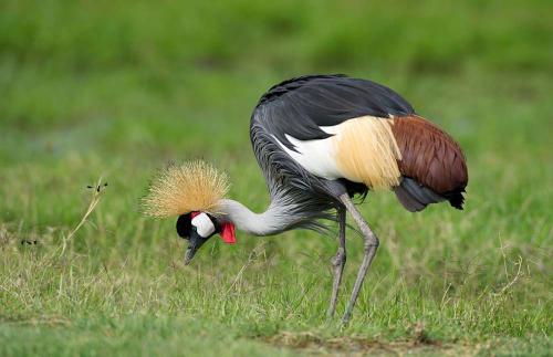 lake mburo (@lakemburo) on Twitter photo Attention, bird lovers! Horseback is a fantastic way to spot Lake Mburo's 350+ bird species. Trot quietly past waterbirds and raptors. Book your birding-on-horseback adventure at lakemburonationalparkuganda.com/horseback-ridi… today! #lakemburonationalpark
#lakemburonationalparkuganda
#lakemburopark Attention, bird lovers! Horseback is a fantastic way to spot Lake Mburo's 350+ bird species. Trot quietly past waterbirds and raptors. Book your birding-on-horseback adventure at lakemburonationalparkuganda.com/horseback-ridi… today! #lakemburonationalpark
#lakemburonationalparkuganda
#lakemburopark