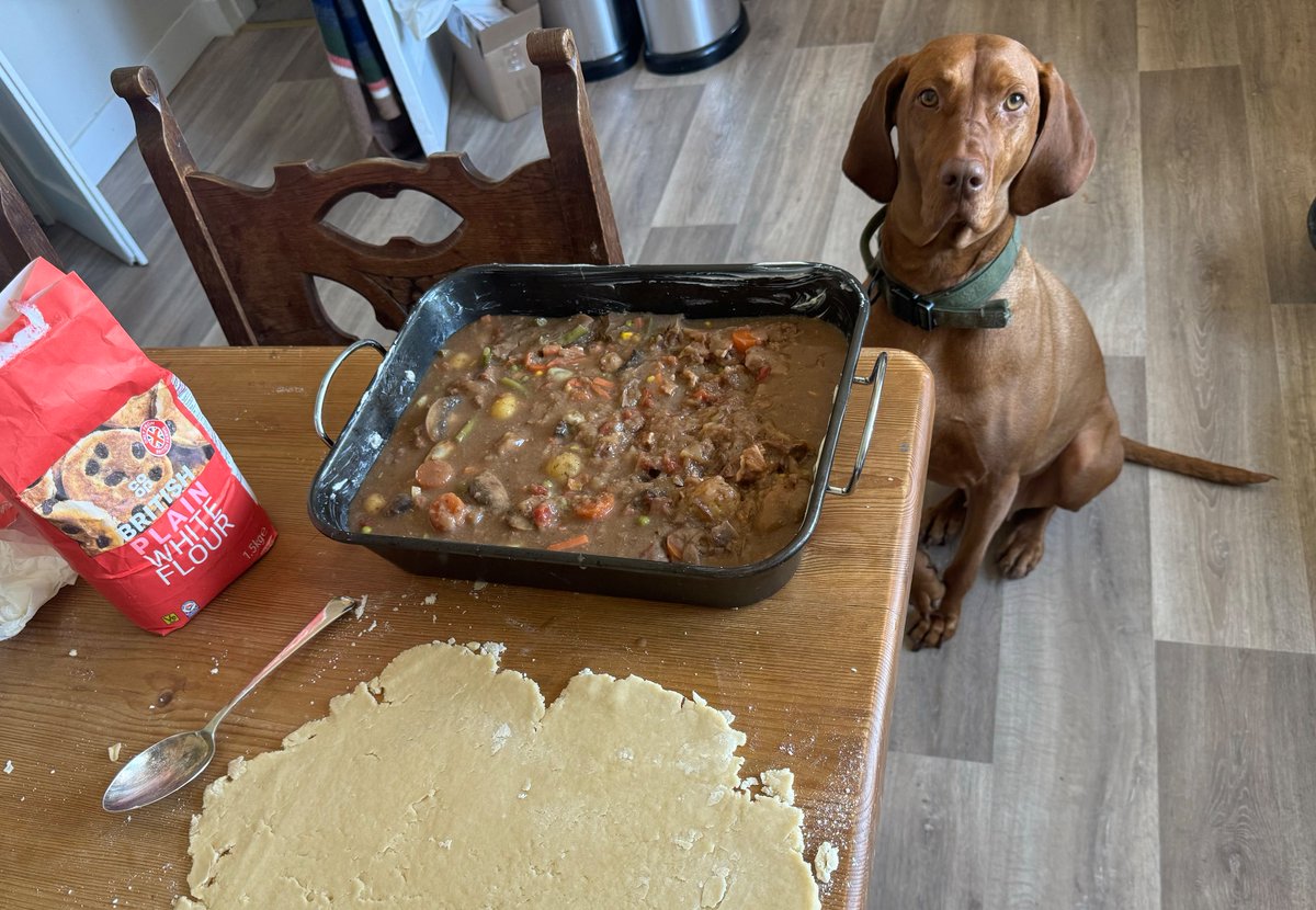 Bonnie being super supportive as ever while I made Monday’s leftovers pie … 🐾 🤔