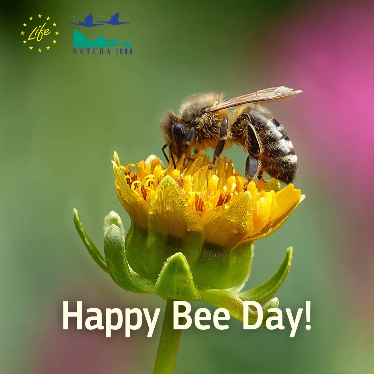 EU Climate Action (@euclimateaction) on Twitter photo 🐝 Happy #WorldBeeDay!
Pollinators are vital to biodiversity, food, and life as we know it.
Discover <a href="/LIFEprogramme/">LIFE Programme</a> PollinAction, an EU project restoring habitats and protecting Europe’s bees & butterflies 🦋🌸
👉 lifepollinaction.eu/?page_id=3741&… 🐝 Happy #WorldBeeDay!
Pollinators are vital to biodiversity, food, and life as we know it.
Discover <a href="/LIFEprogramme/">LIFE Programme</a> PollinAction, an EU project restoring habitats and protecting Europe’s bees & butterflies 🦋🌸
👉 lifepollinaction.eu/?page_id=3741&…