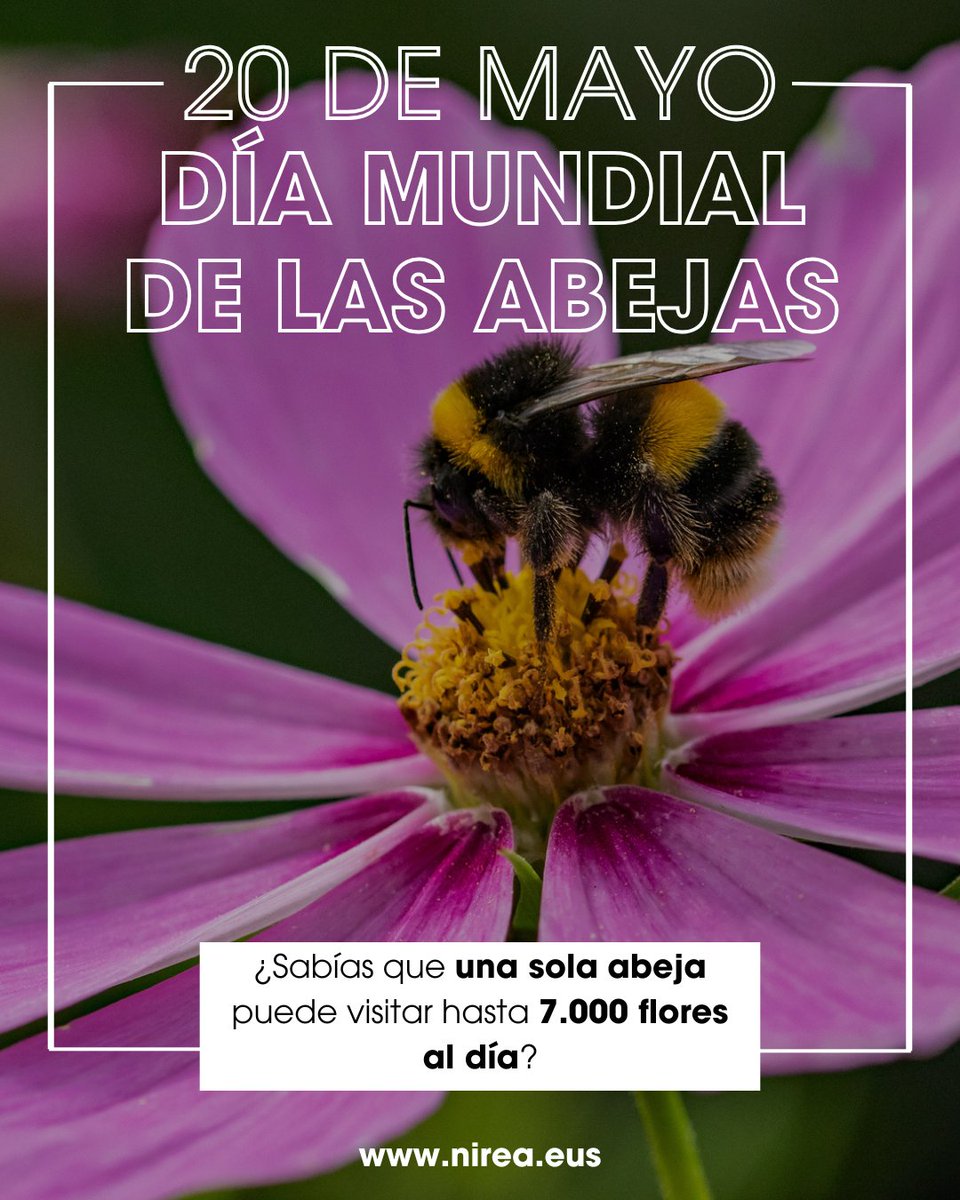🐝22 de mayo: Día Internacional de la Abeja🐝 

¿Sabías que una sola abeja puede visitar hasta 7.000 flores al día?🌼 

Su labor silenciosa hace posible gran parte de los alimentos que consumimos

Hoy celebramos a estos seres… y al sector primario que los cuida con compromiso🍯