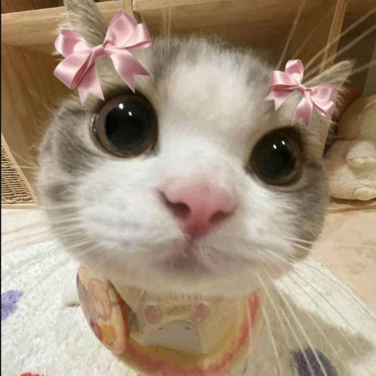 Rae⁷.☘︎ ݁˖ ia BONDA DAY 🎂 🍪 tweet media