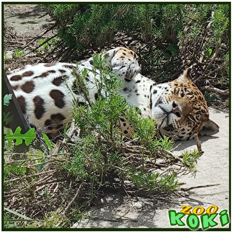 zookoki's tweet image. ☀️🐆 Rudy, nuestra jaguar, ha estado disfrutando del solecito estos días como una auténtica reina 👑🌿. Le encanta tumbarse, estirarse y cerrar los ojos mientras se relaja… ¡y nosotros no podemos dejar de mirarla! 😻 Ven a verla en su momento zen 🐾