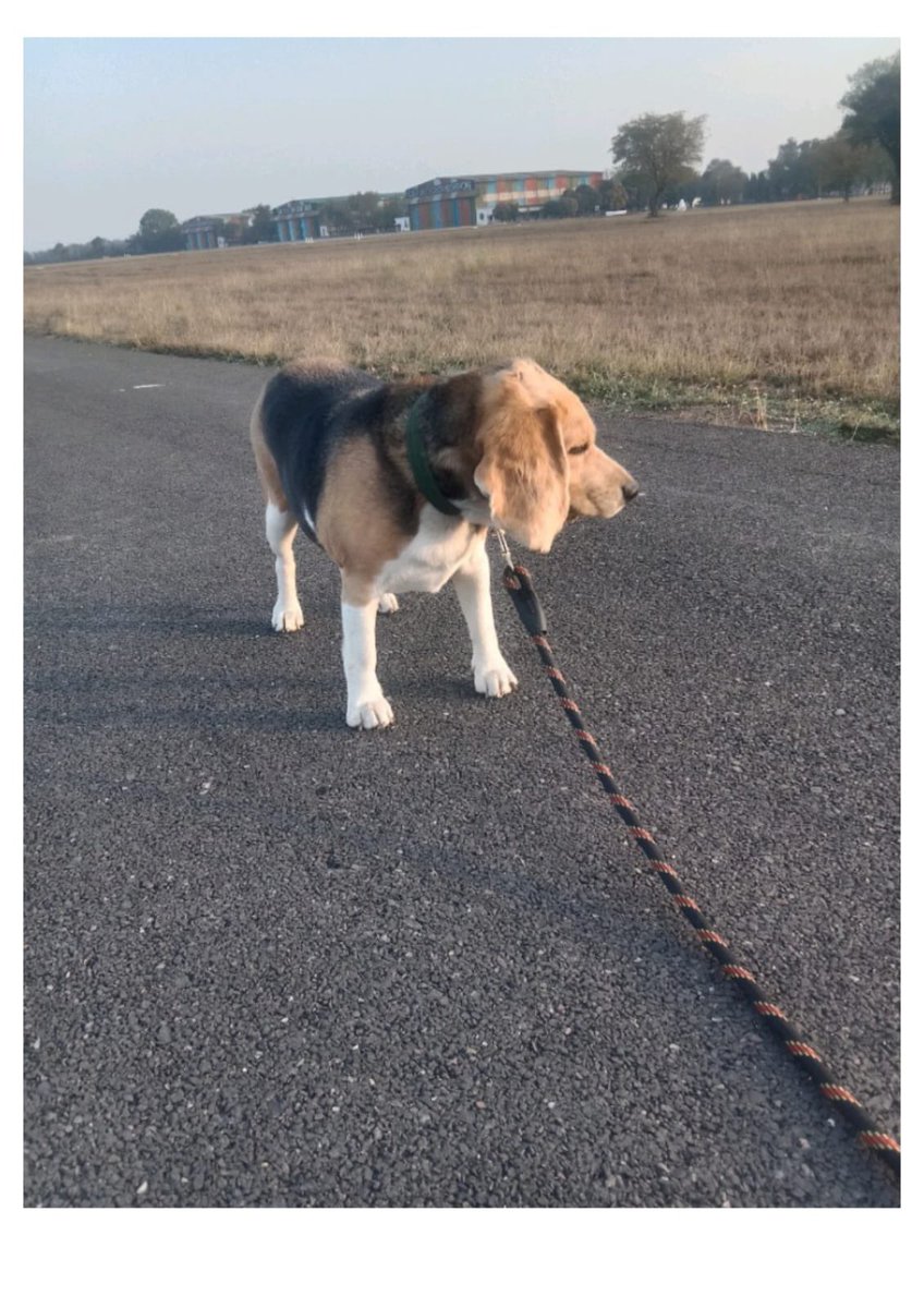 🚨 3-year-old female Beagle needs a loving home!

Her current owner, an Army personnel, can't take her to a sensitive posting.

📍 Location: Lucknow/Jhansi
📞 Contact: +91 80526 39364 dogwithblog.in/dog-adoption-i…

Please share and help her get adopted! 🐾❤️ #AdoptDontShop

RT!