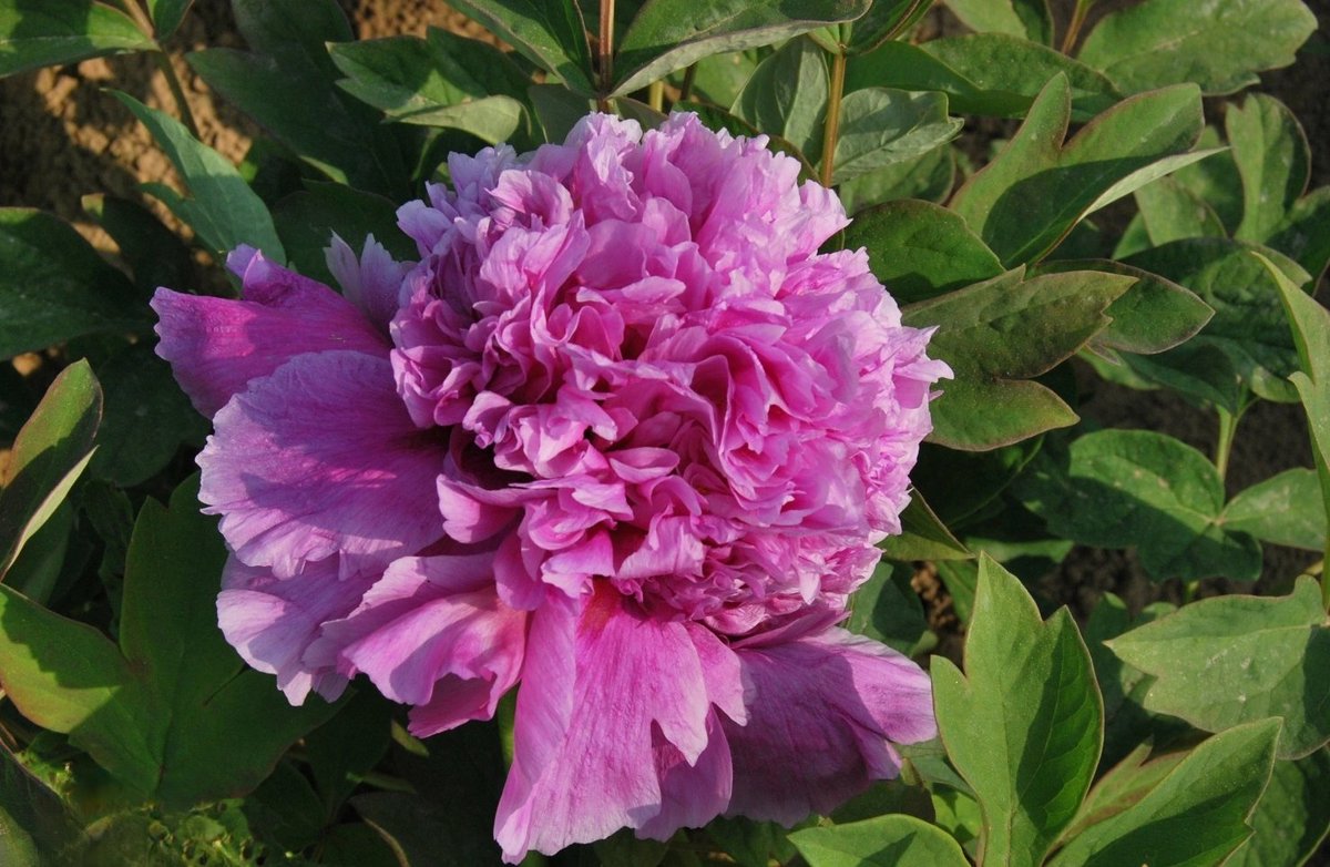 manbu1122's tweet photo. "Wei Zi (魏紫)" — A legendary Chinese tree peony (Paeonia suffruticosa) famed for its deep violet-purple, densely petaled blooms. A symbol of nobility and timeless beauty in traditional horticulture. 🌸✨
#PeonyLove #ChineseFlowers #GardeningGems #BotanicalHistory https://t.co/R57CsUtIUP