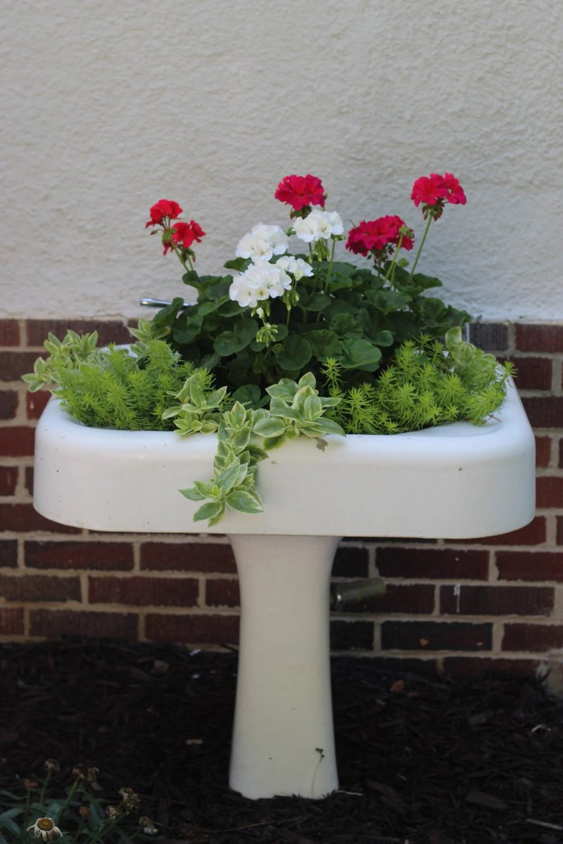 Looking for your quirky fun garden features on day 1 of #ChelseaFlowerShow2025
I’m using my old bathroom sink and my dad has old toy cars around his garden! 
Share yours with me <a href="/BBCCornwall/">BBC Cornwall</a> 10-2PM 📻