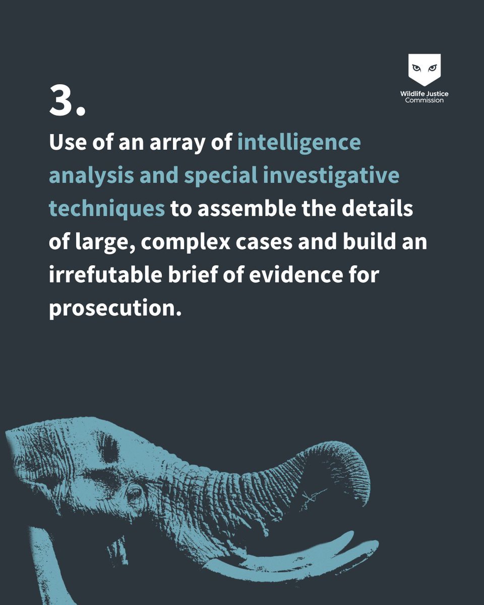 Wildlife crime doesn’t just hurt species - it fuels organized crime. 

📘 Our latest report, Disruption and Disarray: An analysis of pangolin scale and ivory trafficking, 2015-2024, lays out good practices and policy recommendations to dismantle these transnational criminal