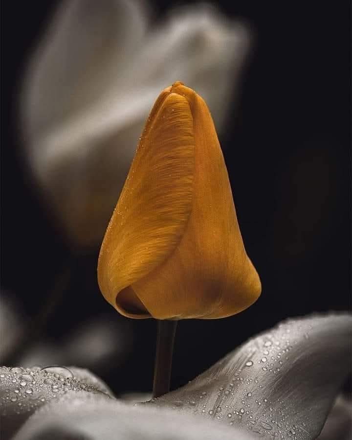 |

İnsanların,

YÜREĞİNİ sevin,
VİCDANINI sevin,
KALBİNİ sevin,
KİŞİLİĞİNİ sevin..!

SEVMEK demek beden demek değil..!

AKLINI sevin,
MASUMİYETİNİ sevin,
DUYGULARINI sevin..!

Ama İNSAN’ca sevin..!

_______