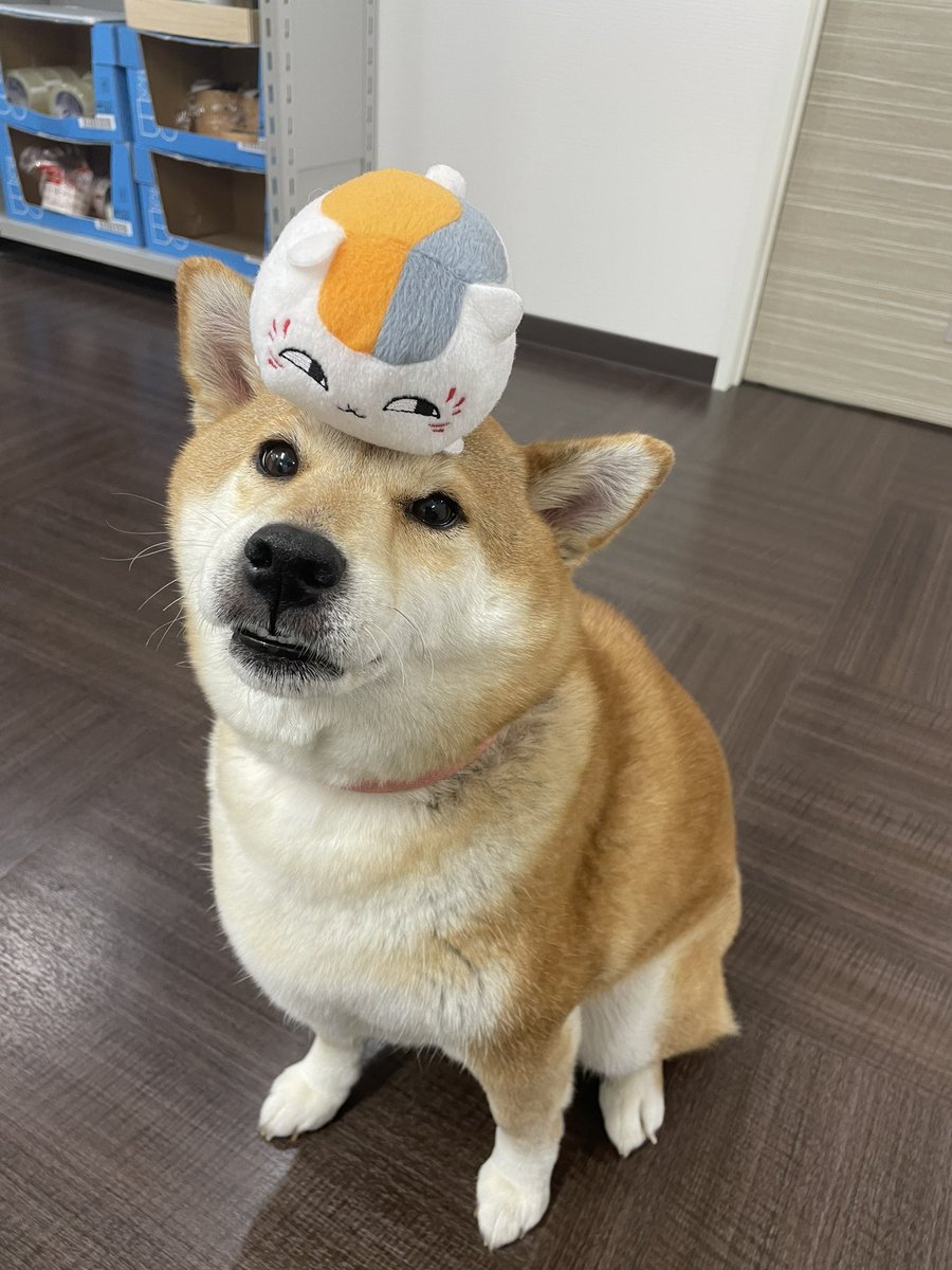 いぬのうえにいるねこ