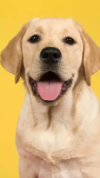 RakeshPandeyinc's tweet photo. @amitmalviya बीजेपी आई टी के प्रभारी अमित मालवीय मोदी जी का टॉमी https://t.co/hDSrBzbBJk
