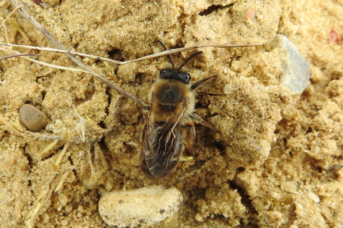 Hello sunshine ☀️ &amp; #WorldBeeDay 🐝 

Pensthorpe is home to 21 species of Bee; all important pollinators &amp; bee-autiful insects! 

📷 A. Kerridge &amp; A. Archer