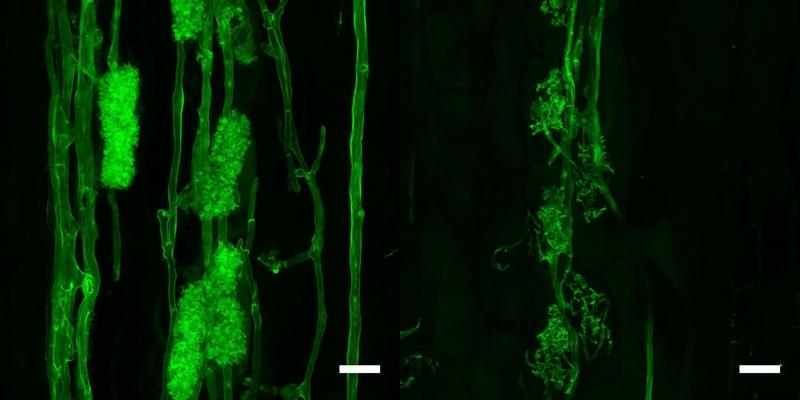 Informationsdienst Wissenschaft - Nachrichten (@idw_online_de) on Twitter photo 🌱 New discovery in plant-fungi symbiosis:
<a href="/carogutj/">Caroline Gutjahr</a>.bsky.social and team at @mpi-mp-potsdam.bsky.social have identified the Gene Activator Complex that promotes the exchange of nutrients between plants & fungi.
📖 pnas.org/doi/full/10.10…
nachrichten.idw-online.de/2025/05/20/pla… 🌱 New discovery in plant-fungi symbiosis:
<a href="/carogutj/">Caroline Gutjahr</a>.bsky.social and team at @mpi-mp-potsdam.bsky.social have identified the Gene Activator Complex that promotes the exchange of nutrients between plants & fungi.
📖 pnas.org/doi/full/10.10…
nachrichten.idw-online.de/2025/05/20/pla…