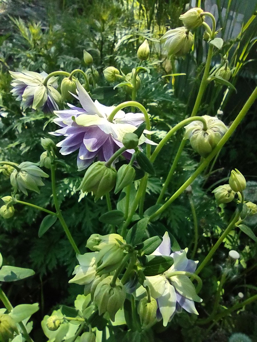 Aquilegia, my favourite perennial, blooms in so many colours, this year blue, purple and white-blue predominate. perfect easy perennial, you just sow the seeds and then watch it continue to spread through your garden. It's not a weed, it's a joy🥰😻#Gardening