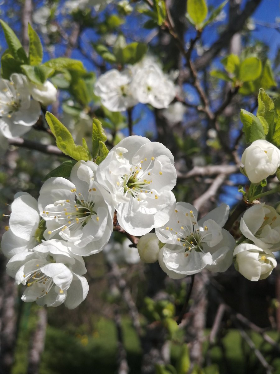 Meillä luumupuu on kukissa. Kaunista🥰