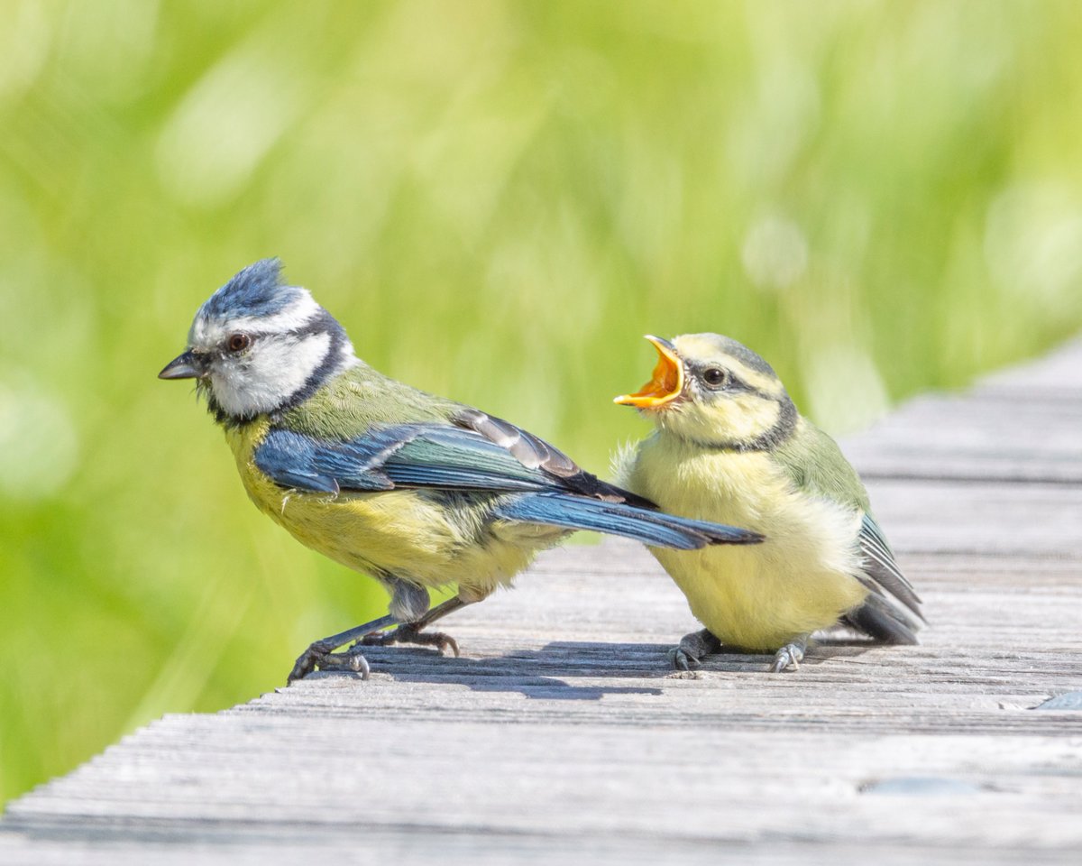🐦Aicinām pieteikties <a href="/LOB_lv/">Latvijas Ornitoloģijas biedrība</a> Ģimeņu dienai, kas notiks jau 7. jūnijā Tukuma novada "Zīlītēs"! Plašāk te:  lob.lv/2025/05/aicina…📸 Baiba Strode