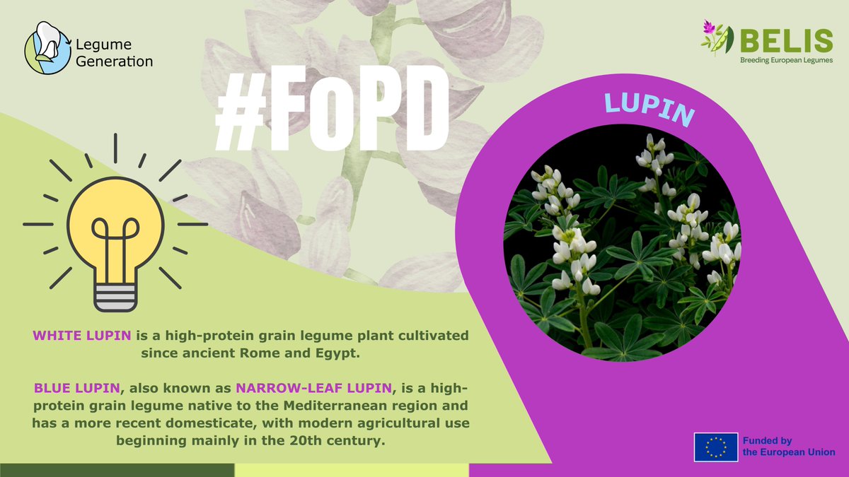 BELIS Project (@belis_eu) on Twitter photo 🤩🌱#FascinationofPlantsDay | Lupin
Lupins are protein-rich, soil-friendly crops gaining ground in food & feed.
👉 #LegumeGeneration explores untapped genetic traits to boost yield
👉 <a href="/BELIS_EU/">BELIS Project</a> works to enhance resilience & agronomic traits
ℹ️linkedin.com/feed/update/ur… 🤩🌱#FascinationofPlantsDay | Lupin
Lupins are protein-rich, soil-friendly crops gaining ground in food & feed.
👉 #LegumeGeneration explores untapped genetic traits to boost yield
👉 <a href="/BELIS_EU/">BELIS Project</a> works to enhance resilience & agronomic traits
ℹ️linkedin.com/feed/update/ur…