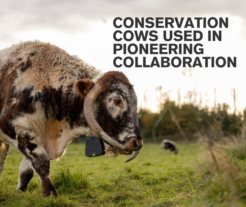 University of Essex (@uni_of_essex) on Twitter photo NoFence collars are being used to manage grazing without the need for physical barriers, such as electric fences, as part of a collaboration between <a href="/Lancswildlife/">Lancashire Wildlife Trust</a> and the University of Essex.
The project aims to improve wildlife management at key sites.
brnw.ch/21wSMwO NoFence collars are being used to manage grazing without the need for physical barriers, such as electric fences, as part of a collaboration between <a href="/Lancswildlife/">Lancashire Wildlife Trust</a> and the University of Essex.
The project aims to improve wildlife management at key sites.
brnw.ch/21wSMwO