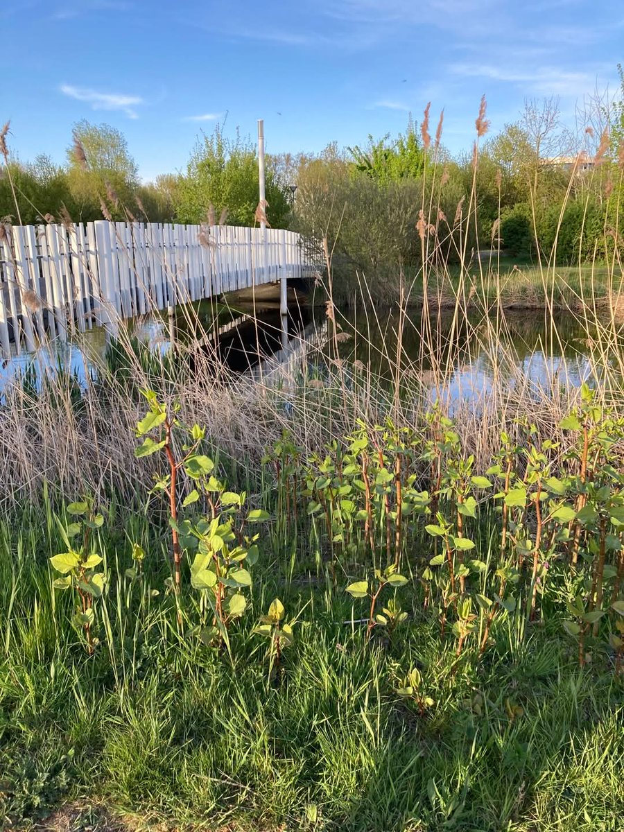 Park 16hoven 't ontdekken waard 🍃 wandeling zaterdag 24 mei v.a. 10.15 uur. Startlocatie: Tramstation Kleiweg, tegenover het Sint Fransiscus gasthuis 📍. Meer info 📲: degroeneagenda.nl/site/event/par… 🌳.  Aanmelden via 📲: veltrotterdam@gmail.com. Wandel mee!