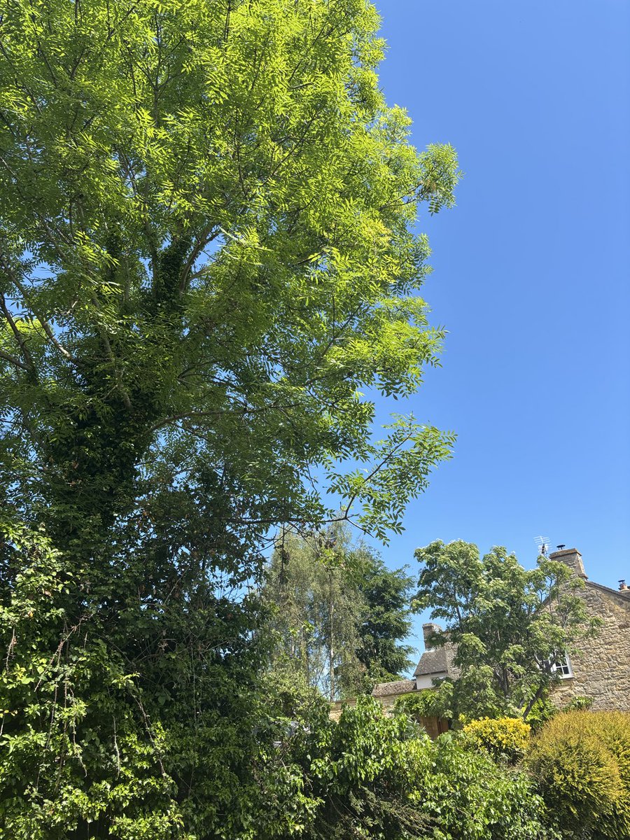 Steven Isserlis tweet media