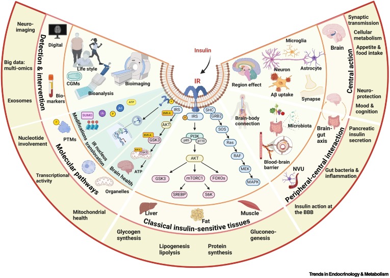 Trends_Endo_Met's tweet image. Online Now: Expanding the understanding of insulin resistance in brain and periphery dlvr.it/TKtFBf #trends #endocrinology #metabolism