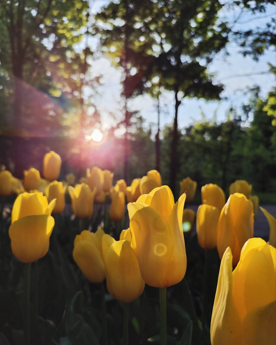 ivan_bott's tweet photo. Fantastic spring tulips ♥️♥️♥️
#flowers #tulip #nature #spring https://t.co/QQbr5Pf3EG