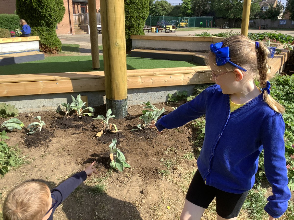 Bury C of E Primary (@buryprimary) on Twitter photo <a href="/buryprimary/">Bury C of E Primary</a> Reception loved planting new plants as part of our topic on growing and changing around our newly refurbished amphitheatre. <a href="/PKCKST/">Primary Knowledge Curriculum</a> <a href="/buryprimary/">Bury C of E Primary</a> Reception loved planting new plants as part of our topic on growing and changing around our newly refurbished amphitheatre. <a href="/PKCKST/">Primary Knowledge Curriculum</a>