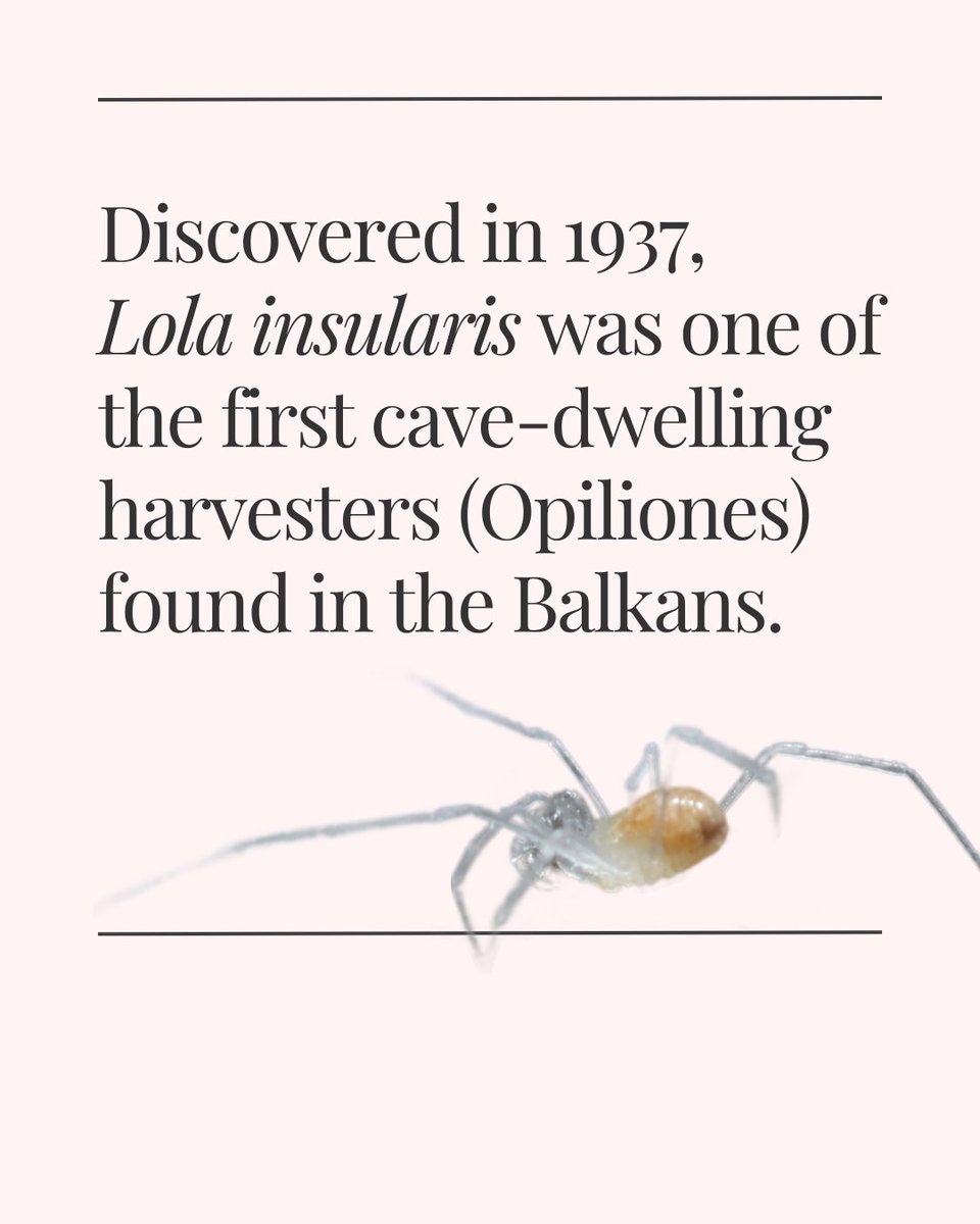 35th European Congress of Arachnology tweet media