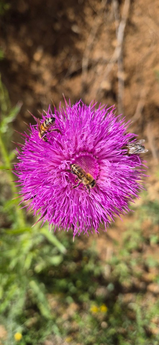 20 мај светски ден на печлите. Засадете некое цвеќенце во двор како знак на почитување на сите опрашувачи во природата.