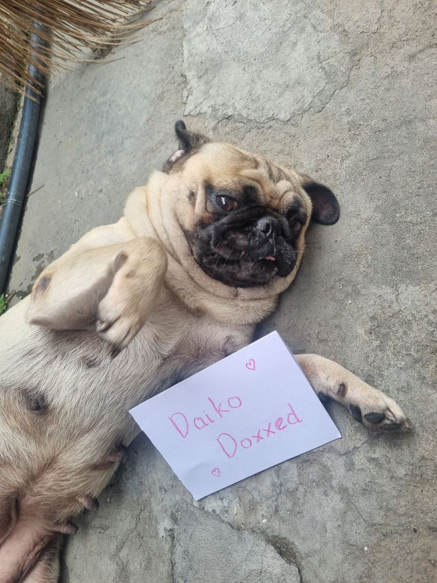 My cutie 🥰
#Daiko
<a href="/Daikodog/">Daiko</a>