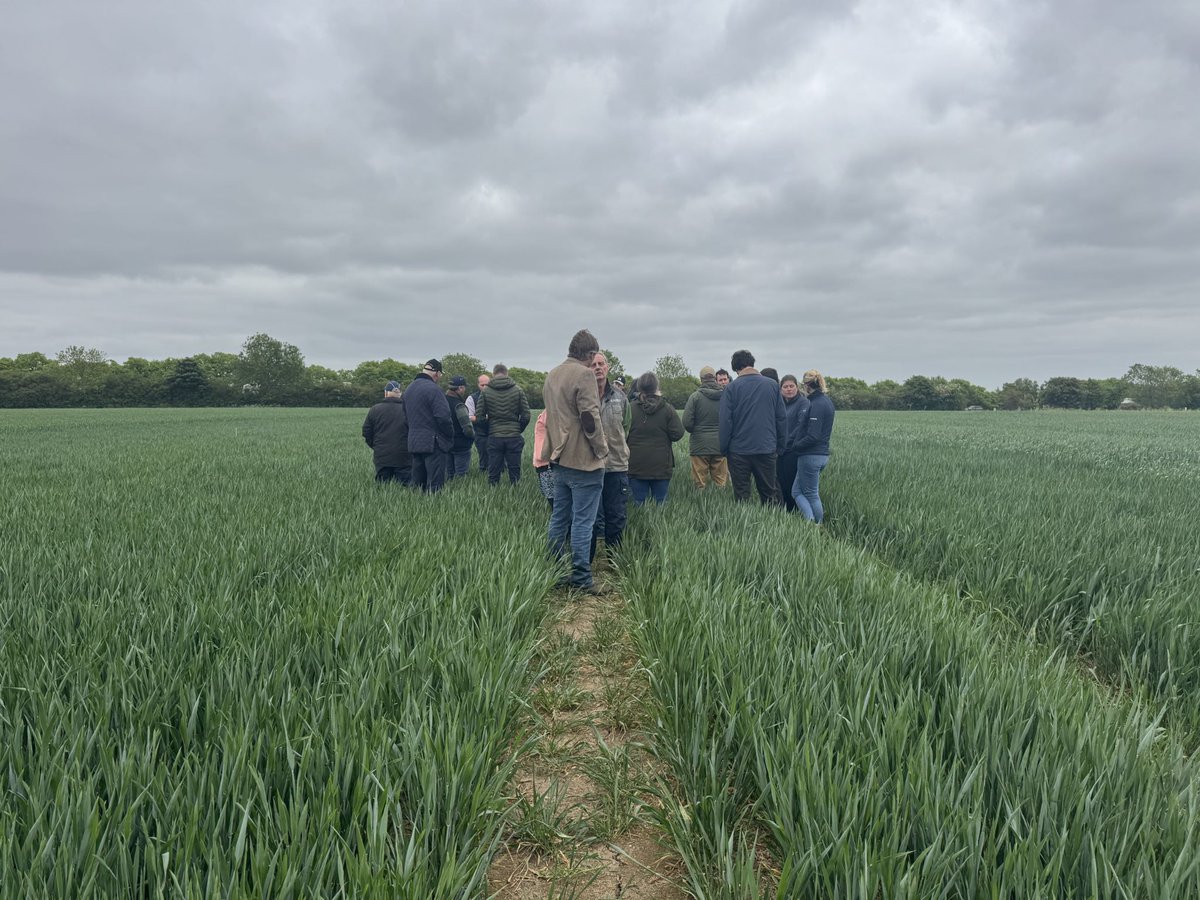 @BofinFarmers (@bofinfarmers) on Twitter photo A busy but brilliant few weeks for BOFIN!
👨🌾Kelso: Pulse barriers & slug-resistant wheat
📍Leeds: #TransitionLive with <a href="/FarmersWeekly/">Farmers Weekly</a>
🌱Cambridge: Soil health trials with our farmers
Thanks to all who hosted & joined us — what a start to the summer! 💪
#FarmingInnovation A busy but brilliant few weeks for BOFIN!
👨🌾Kelso: Pulse barriers & slug-resistant wheat
📍Leeds: #TransitionLive with <a href="/FarmersWeekly/">Farmers Weekly</a>
🌱Cambridge: Soil health trials with our farmers
Thanks to all who hosted & joined us — what a start to the summer! 💪
#FarmingInnovation