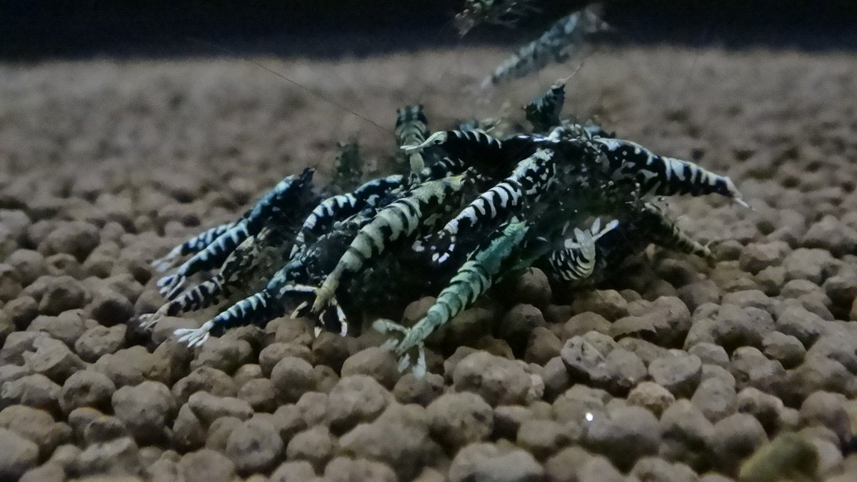 kroebermk's tweet photo. 今日のシュリンプ写真！
ブラックギャラクシーです。
えさのよりつき・・・どんだけおいしいのでしょうか？
聞いてみたいものです＾＾ https://t.co/03a02XUaTD