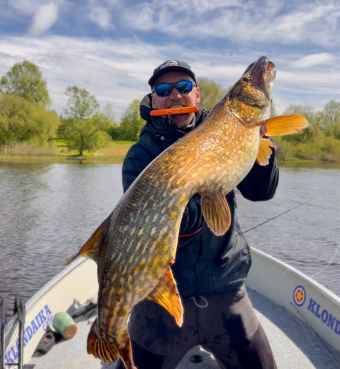 Lūk, kādi dzīvnieki atrodami mūsu ūdeņos! 117cm, 11,5kg. Sabildēta, atlaista, aug lielāka un vecāka.