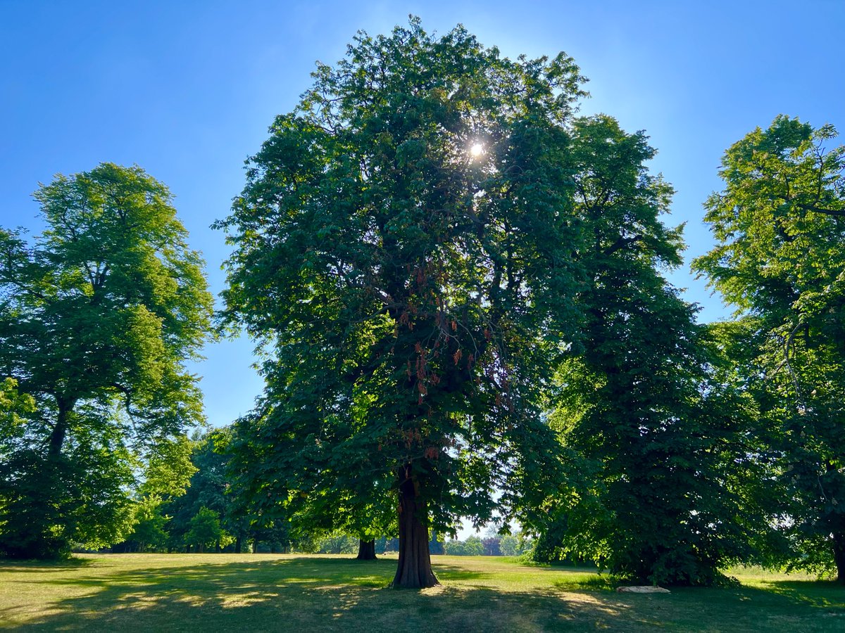 A relaxing, sun-kissed morning walk around Kensington Gardens in London. What a beautiful way to start your day!

Good morning!