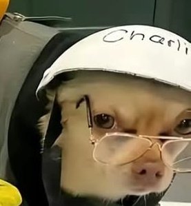 flochiserwin's tweet photo. Annie if she was a dog https://t.co/hUtG2jGDhb