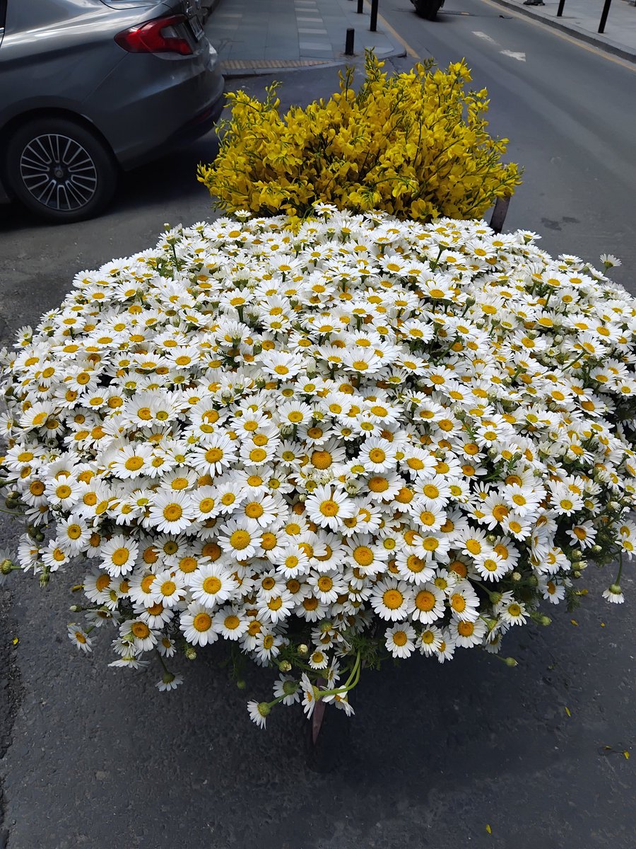 Benim en güzel düşlerim
İçimde kaldı 
  Şükrü Erbaş 

Hangi acıyla yaprak dökersek dökelim
İnsan kendini seveceği bir dünya buluyor.
 Şükrü Erbaş 
  
Merhaba tüm dostlara güzellikler ile dolu günler olması dileğiyle selamlar. 🌾🌻☀️🕊