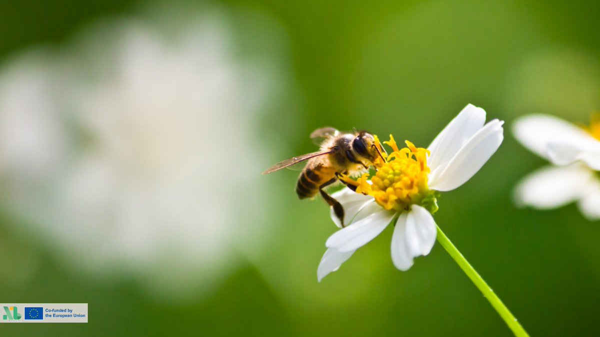 📅🐝 It's #WorldBeeDay and we want to show you one of the main advantages of #greenroofs 🌱: they support biodiversity and the survival of #bees 🌸🐝.

Find out more: naturbuild.eu/en/how-green-r…